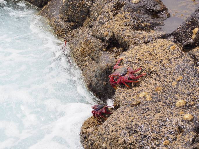Wanderung Vulkan Mr. Crabs
