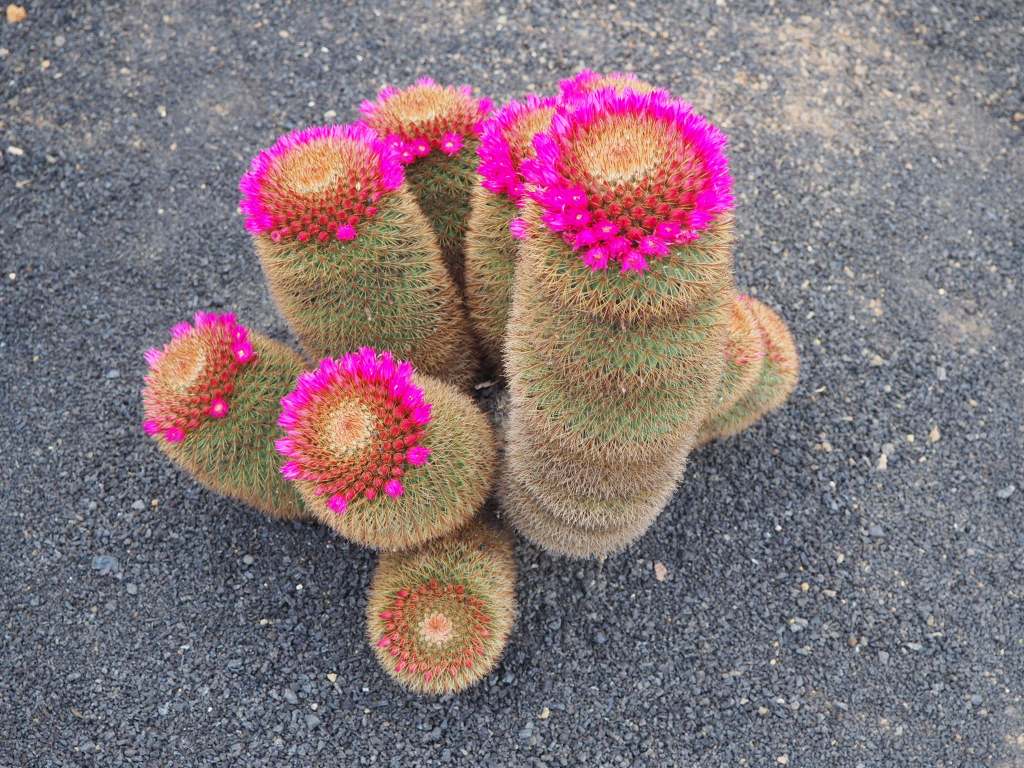 Jardín de Cactus Kaktus pink
