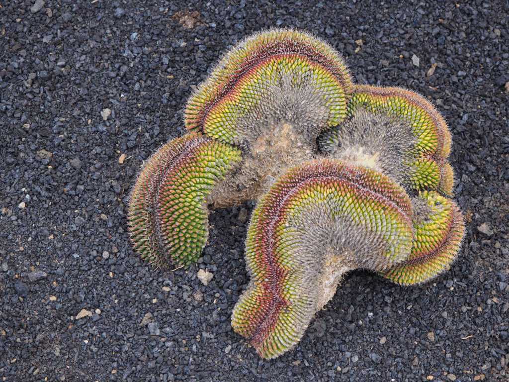 Kaktus Urlaub Lanzarote