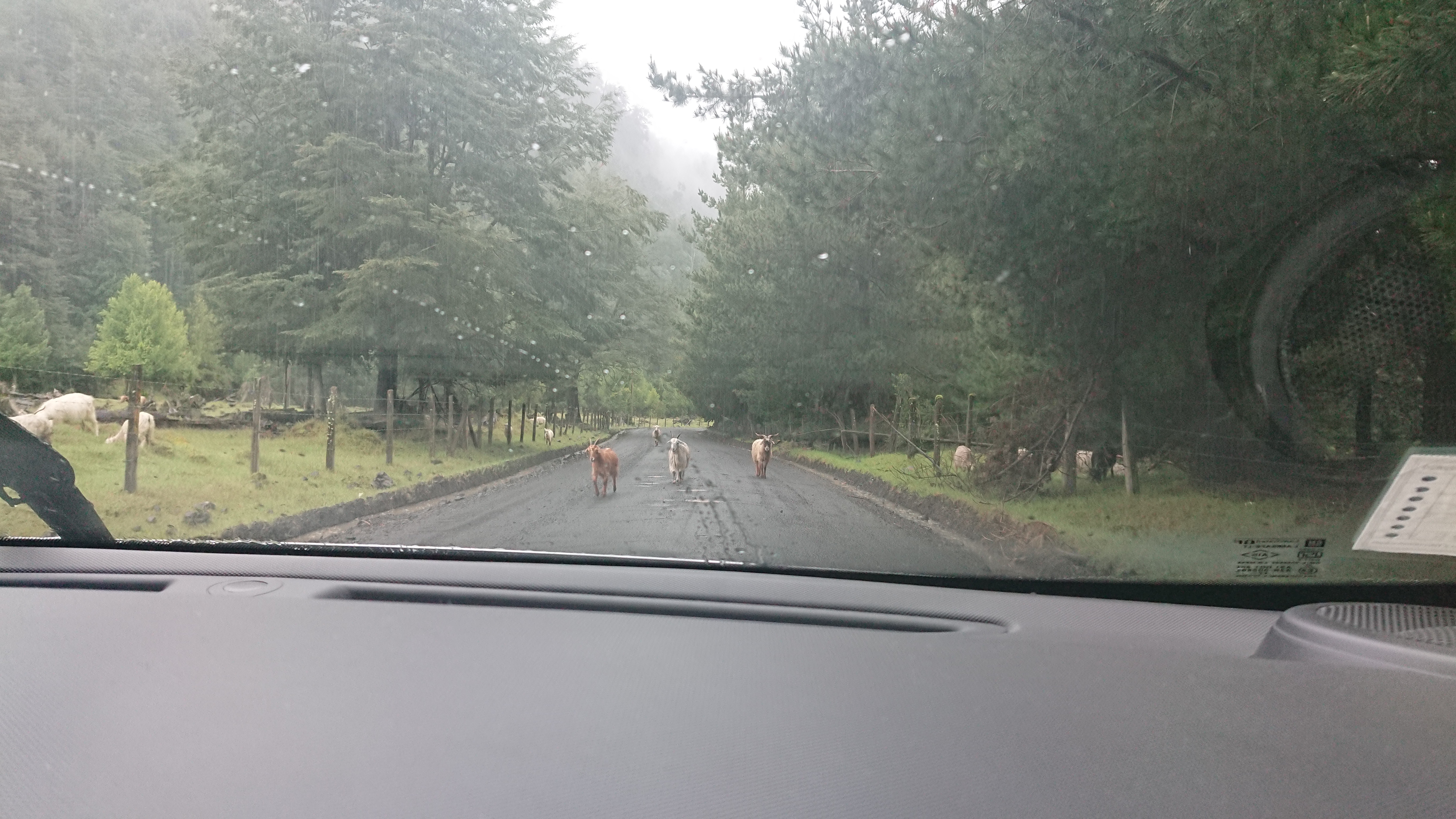 Der abenteuerliche Weg zu den Termas Geometricas, mit allen möglichen Tieren auf den "Straßen"