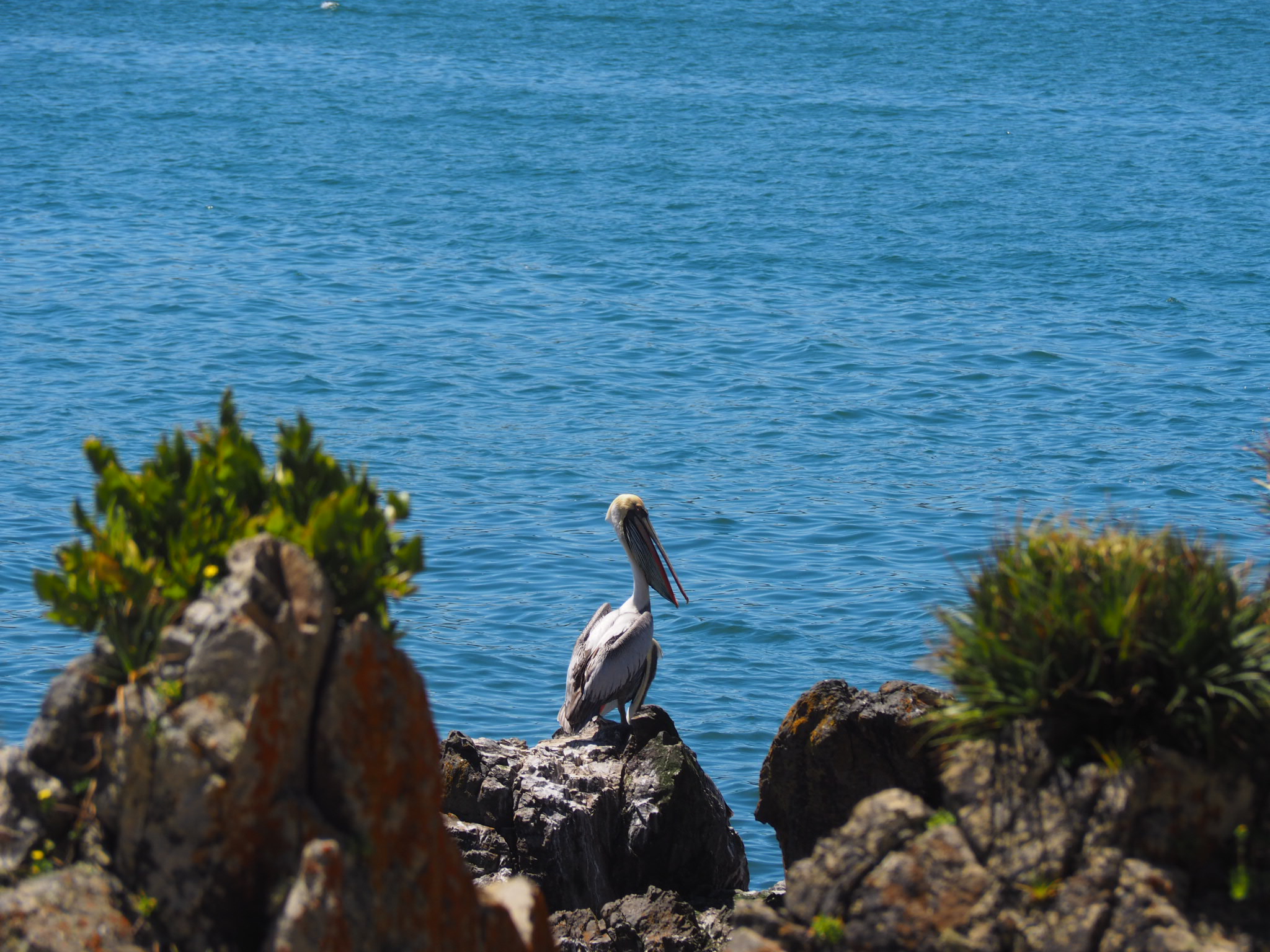 Wir beobachten Pelikane aus nächster Nähe