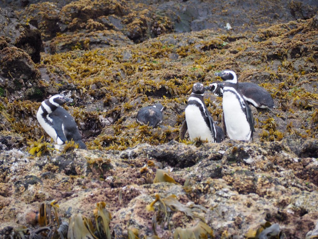 Islotes de Puñihuil Natural Monument