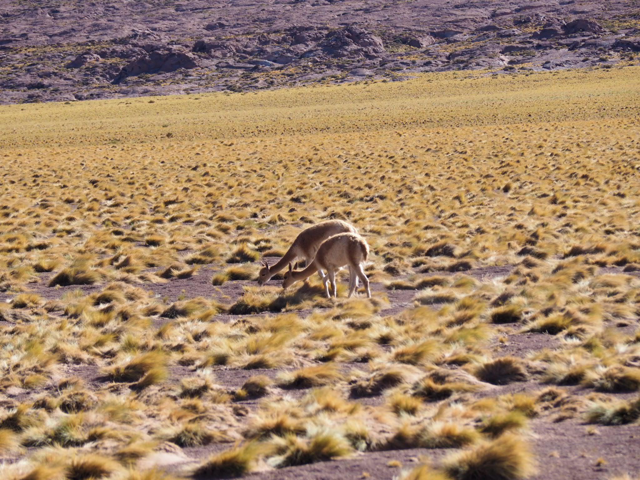 Vicuñas in freier Wildbahn