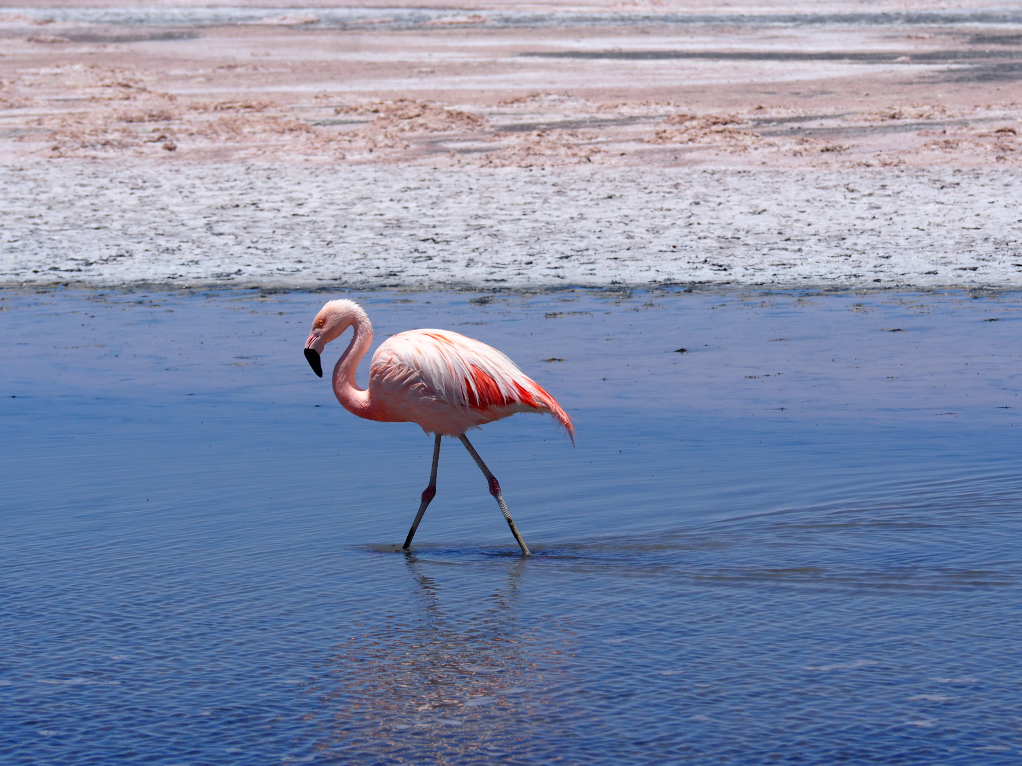 Der chilenische Flamingo