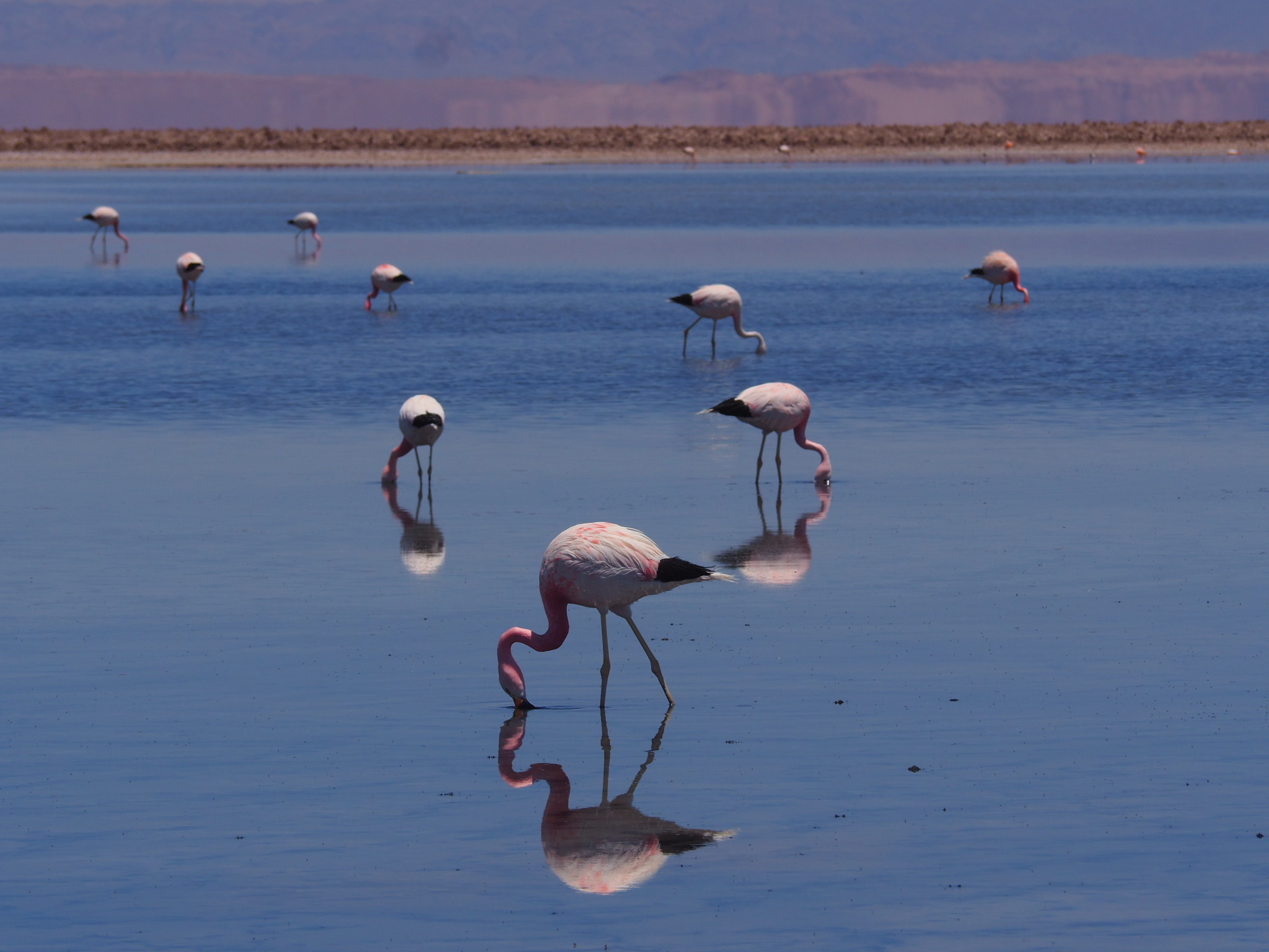 Der Anden-Flamingo