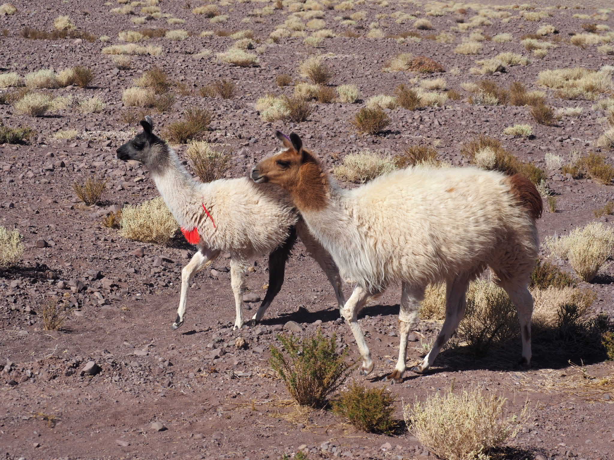 Echte Lamas gibt es aber auch aus nächster Nähe