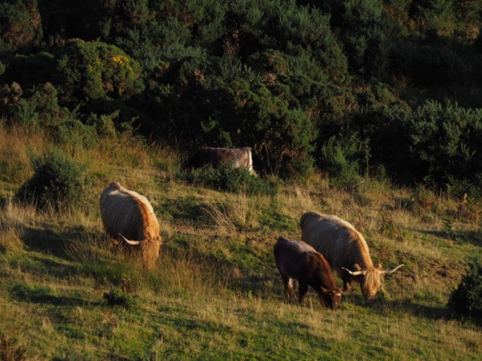 Highlandrinder mit Nachwuchs