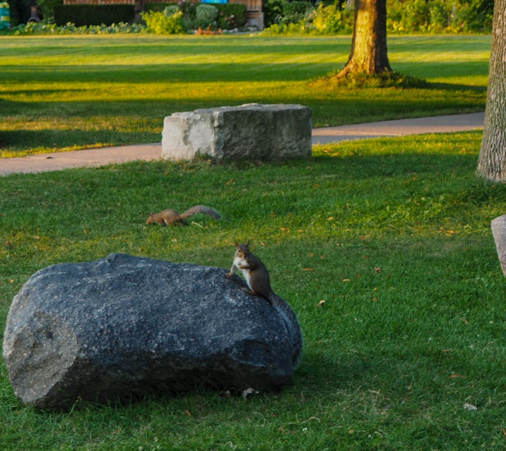 Zwei von zahlreichen Eichhörnchen ☺️🐿️