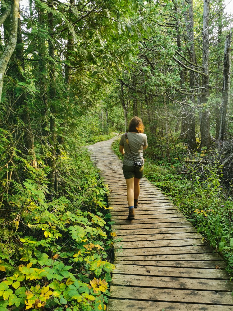 Tolle Wege durch den Wald