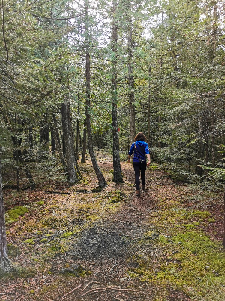 Durch den bemoosten Wald in Richtung Huron See