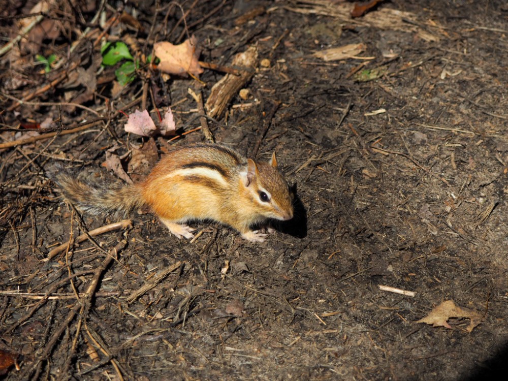 "Unser" Streifenhörnchen