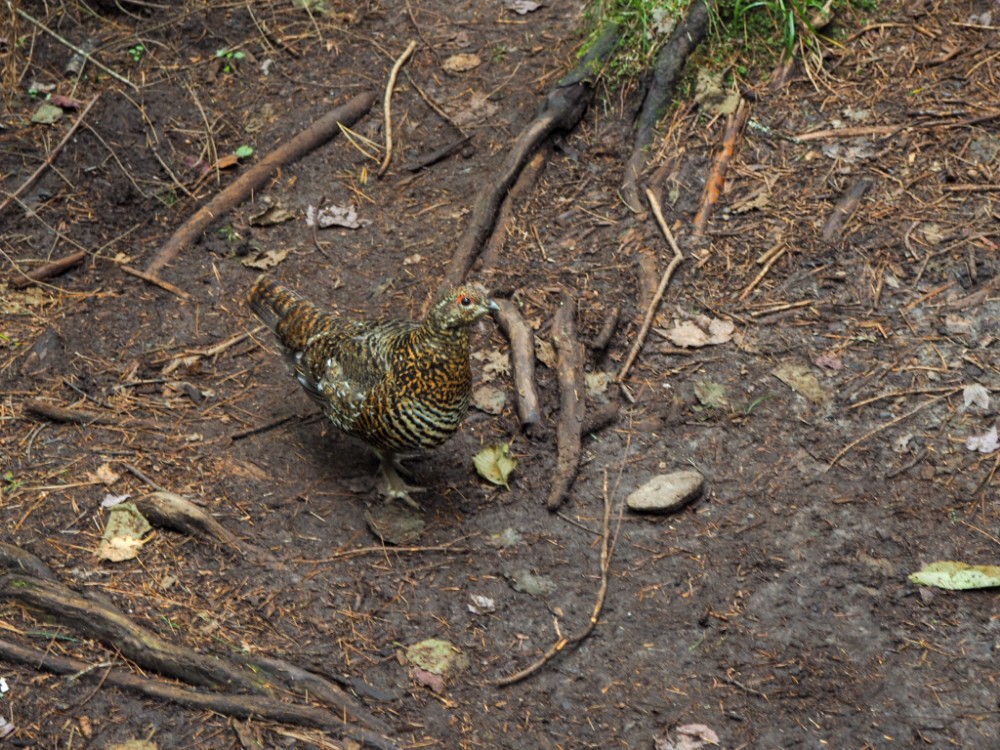 Hier gibt's sogar wilde Hühner im Wald