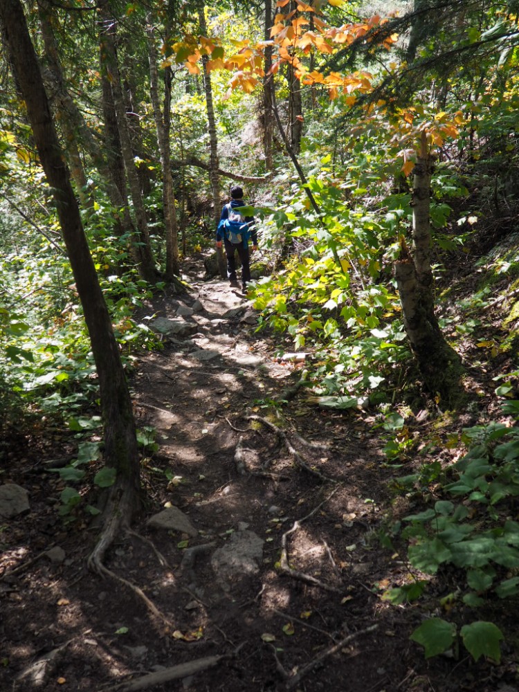 Der Rückweg durch den Wald