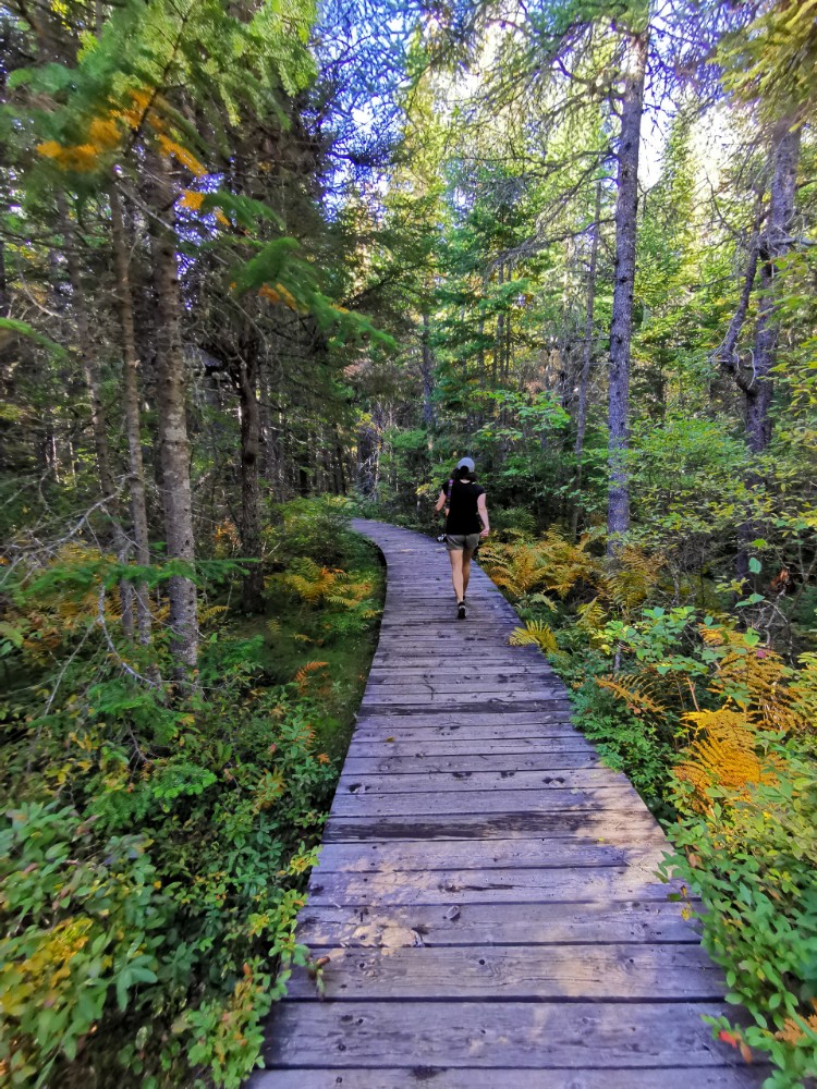 Tolle Wege durch den Wald (nicht auf dem Bild: Moskitos 🙄)