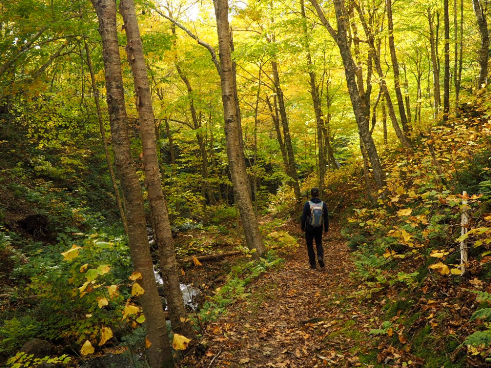 Rückweg durch den traumhaft bunten Wald