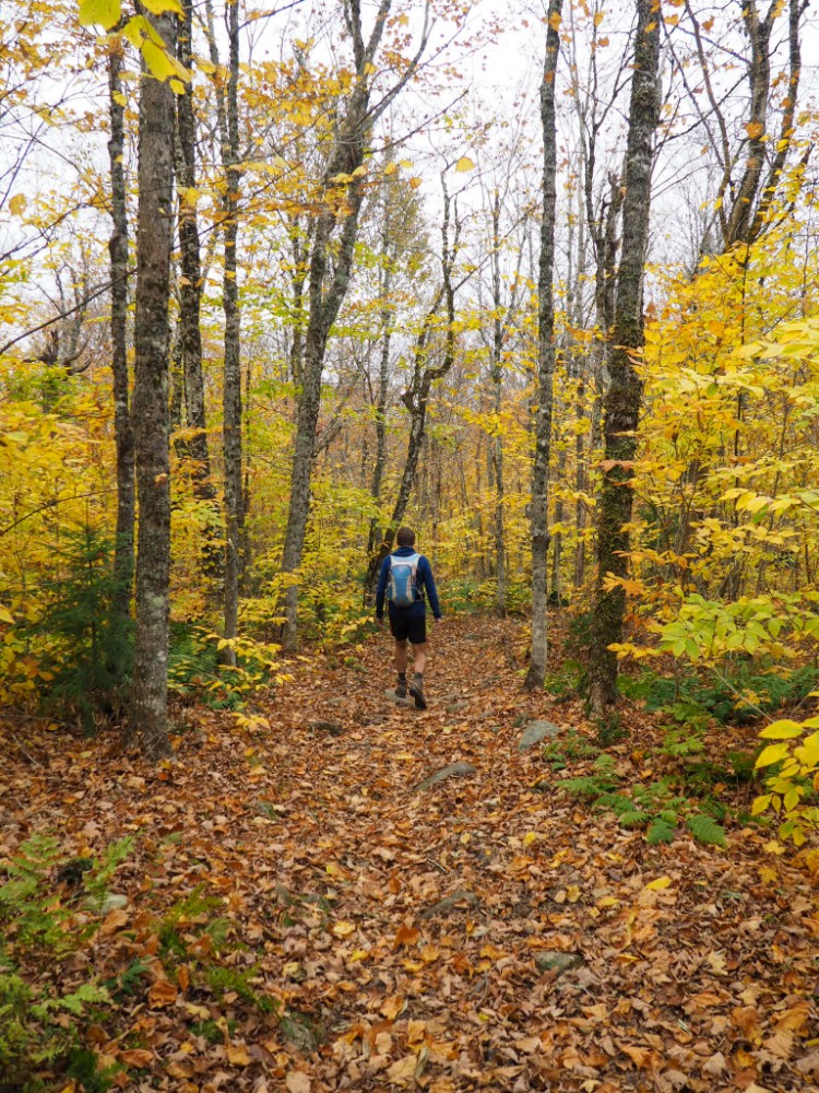 Der erste Teil des Weges durch Laubwald