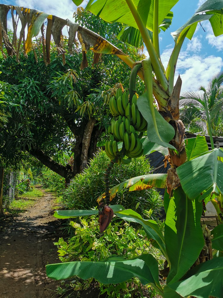 Bananen sehen wir auf unserem Weg auch
