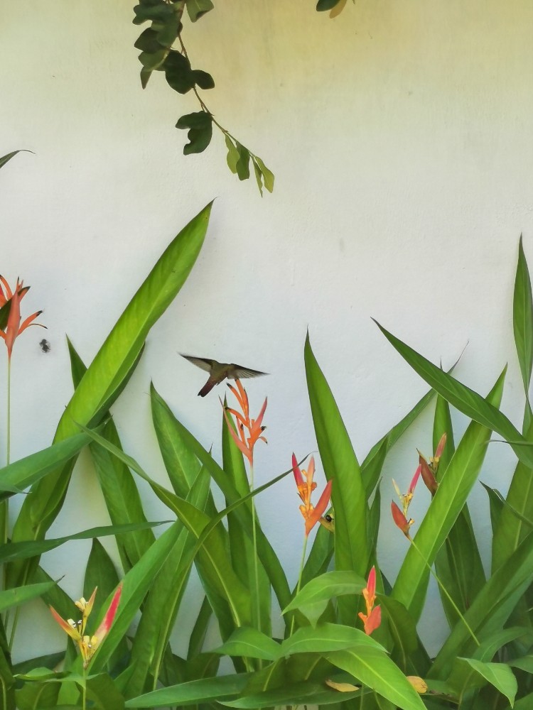 Der Kolibri 😊