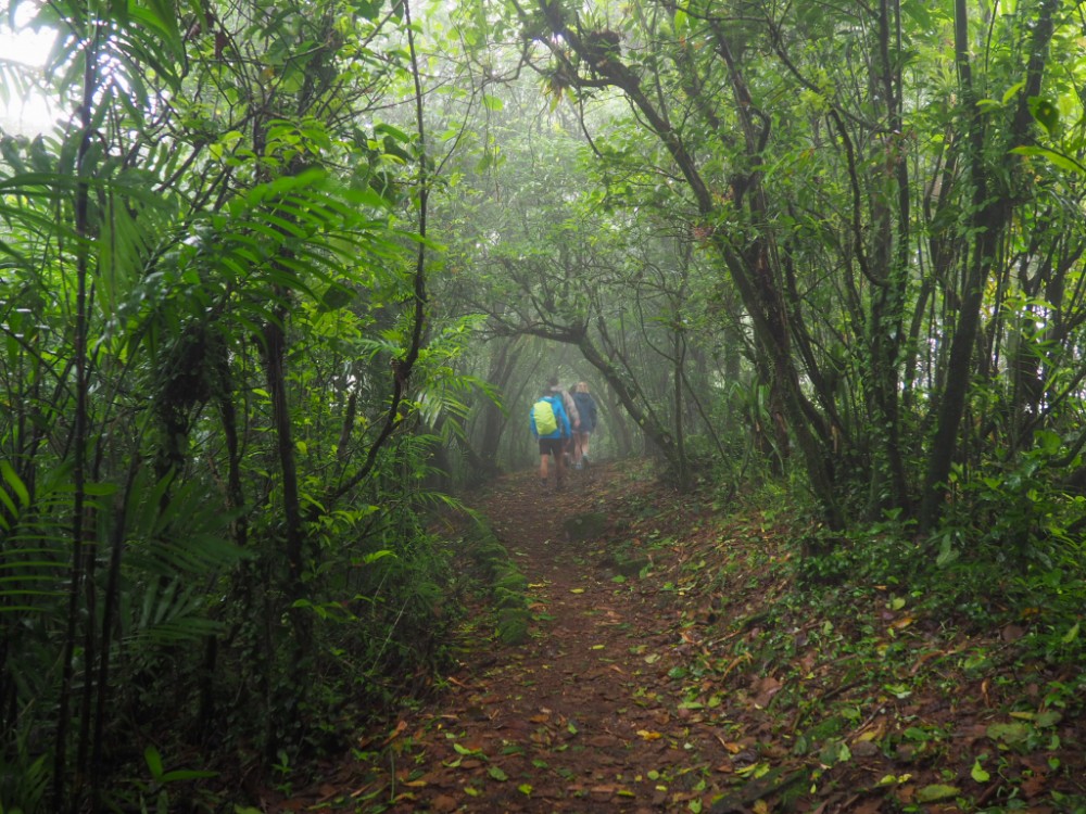 Unser Weg durch den Regenwald
