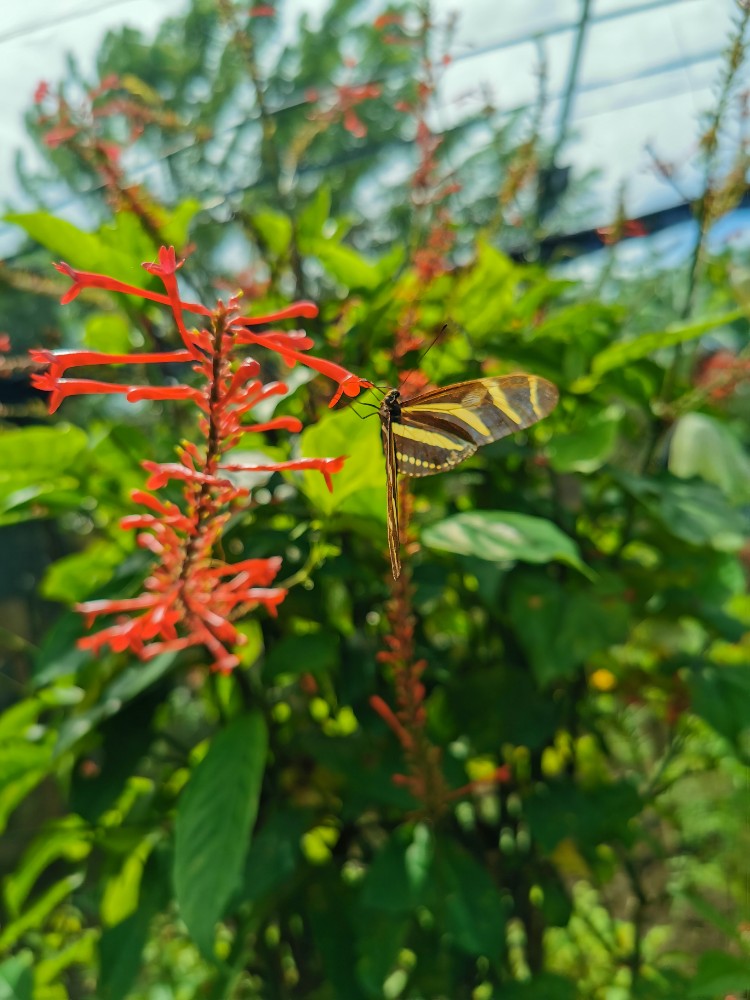 Ein Zebraschmetterling ☺️