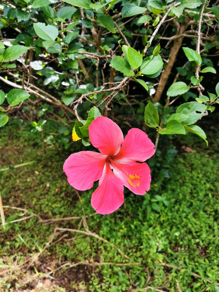 Schöne bunte Blumen gibt es auch