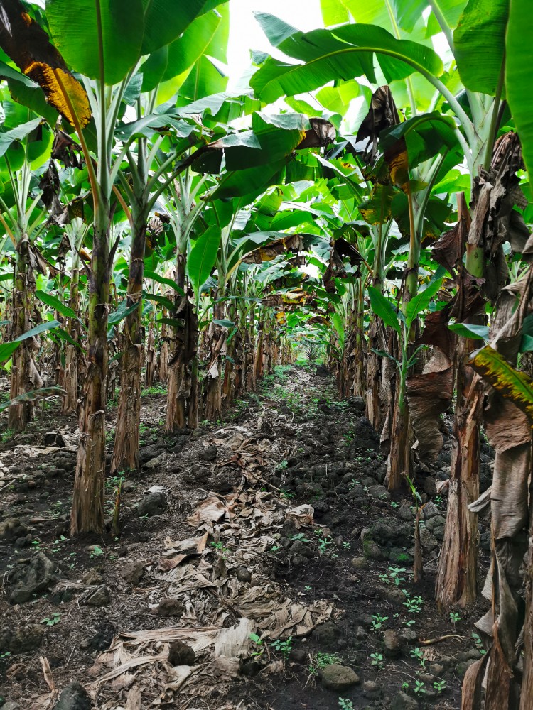 Der Weg durch die Bananenplantagen