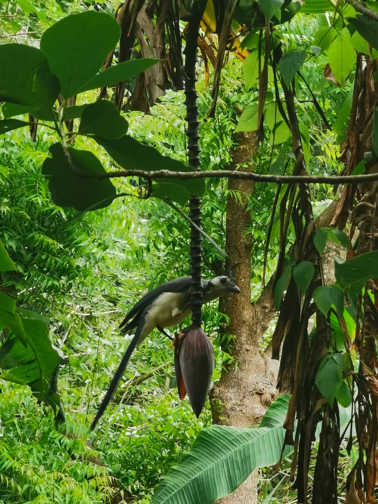 Die Vögel sitzen hier in jedem Baum 😀