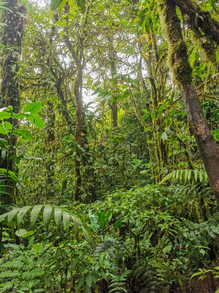 Mitten im Regenwald