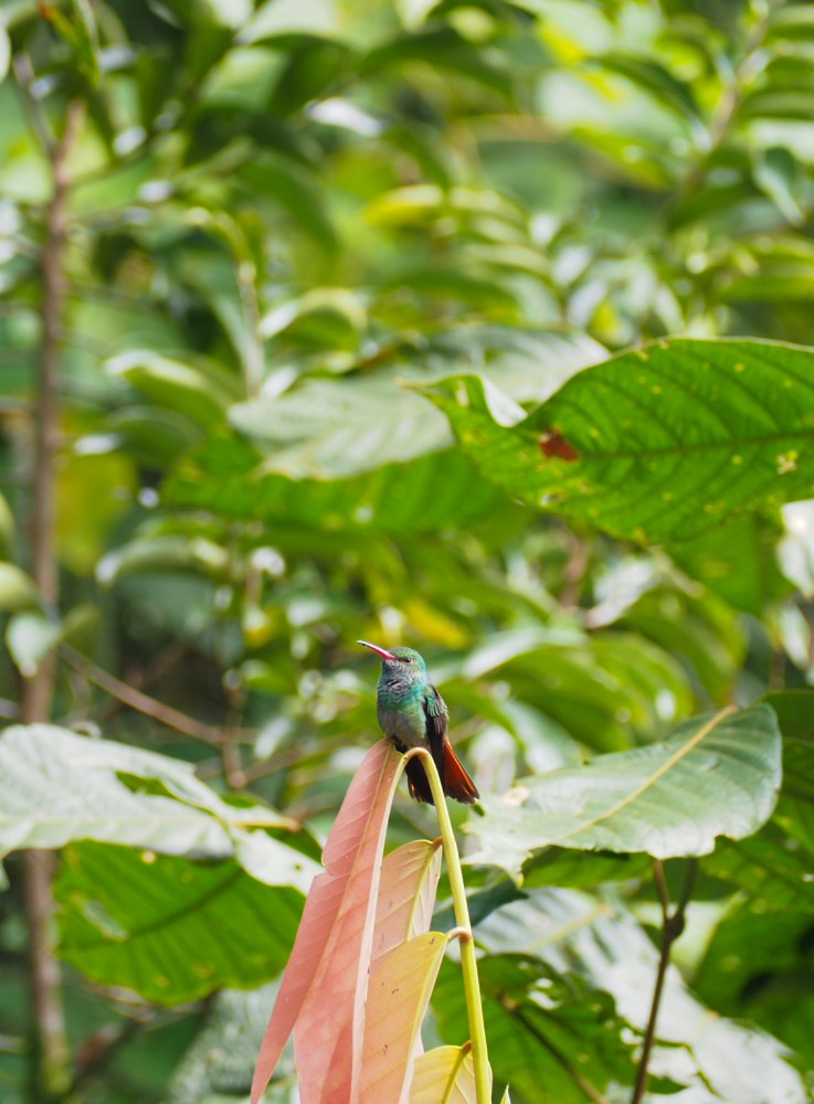 Einer der vielen Kolibris 😍