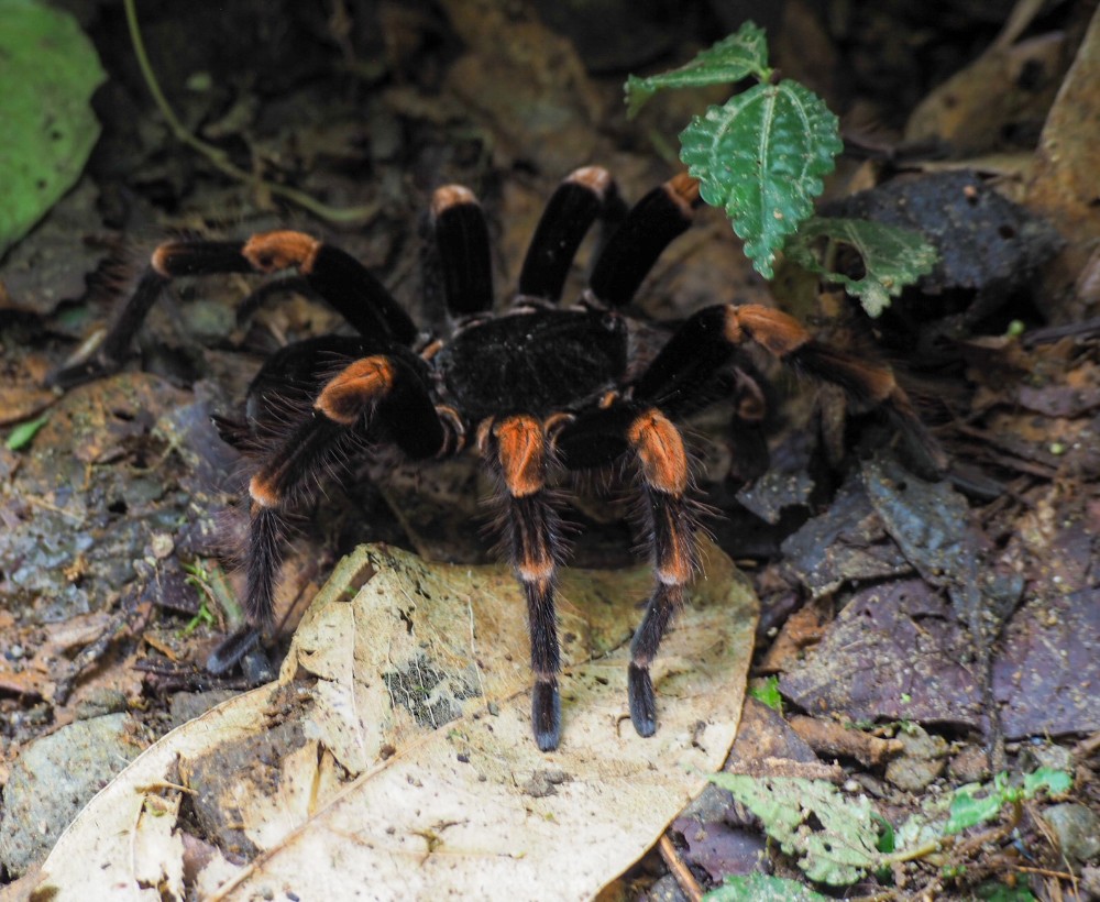 Die verrückte Vogelspinne