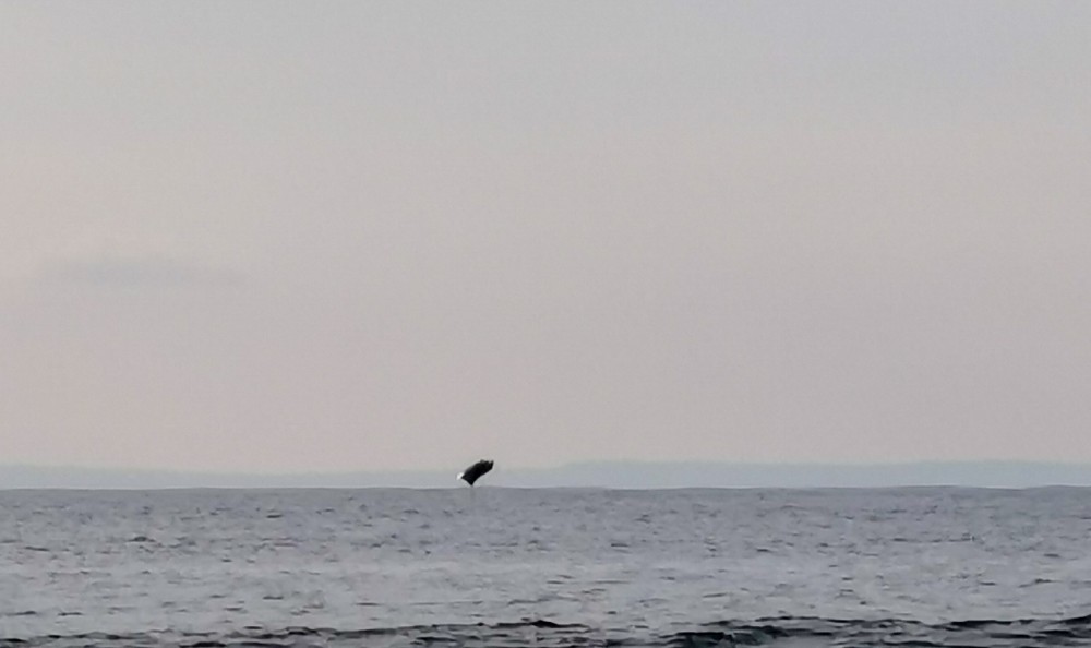Ein springender Mantarochen 😀