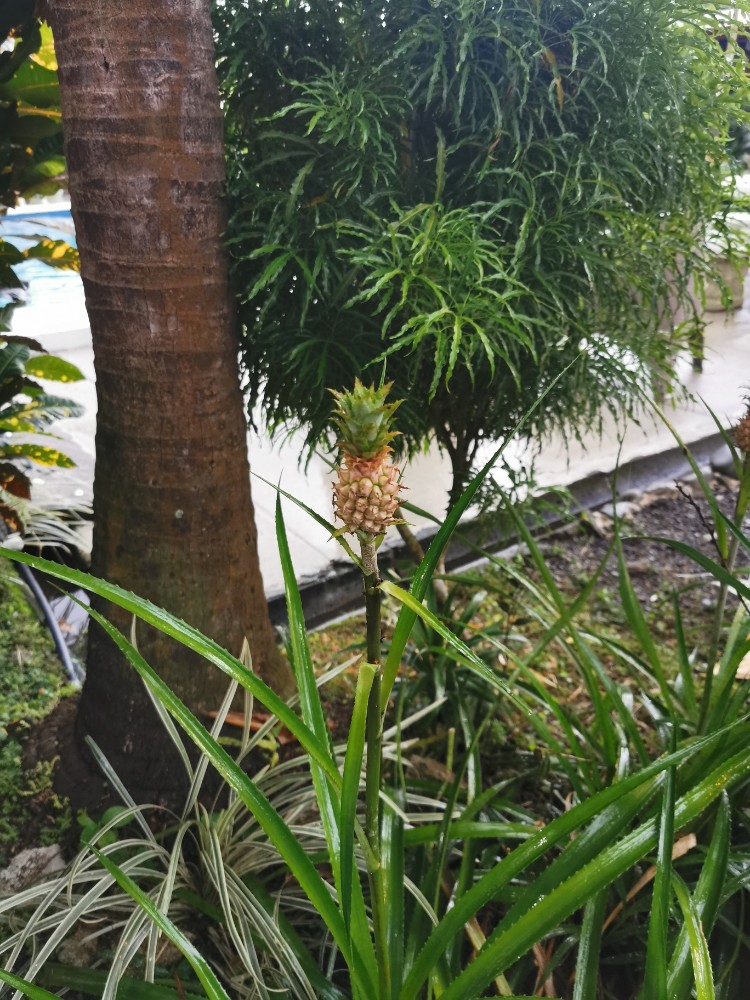 Vor unserer Tür wachsen sogar Ananas