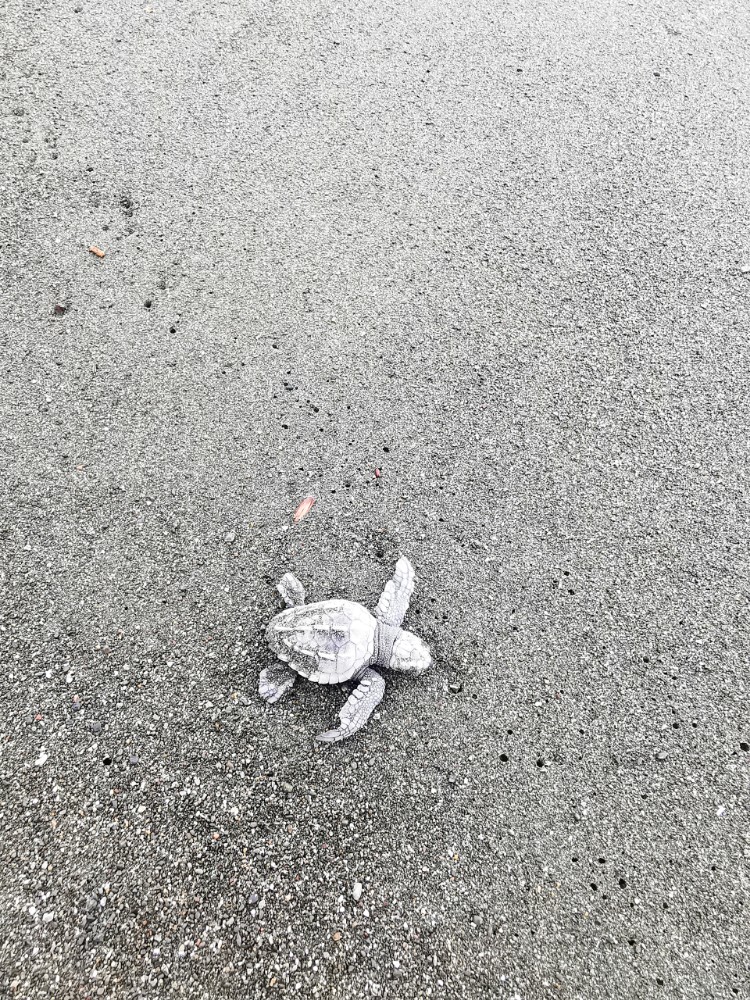 Direkt eine Babyschildkröte (olive ridley) am ersten Tag!