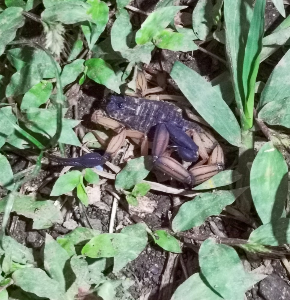 Heute haben wir auch den ersten Skorpion gesehen