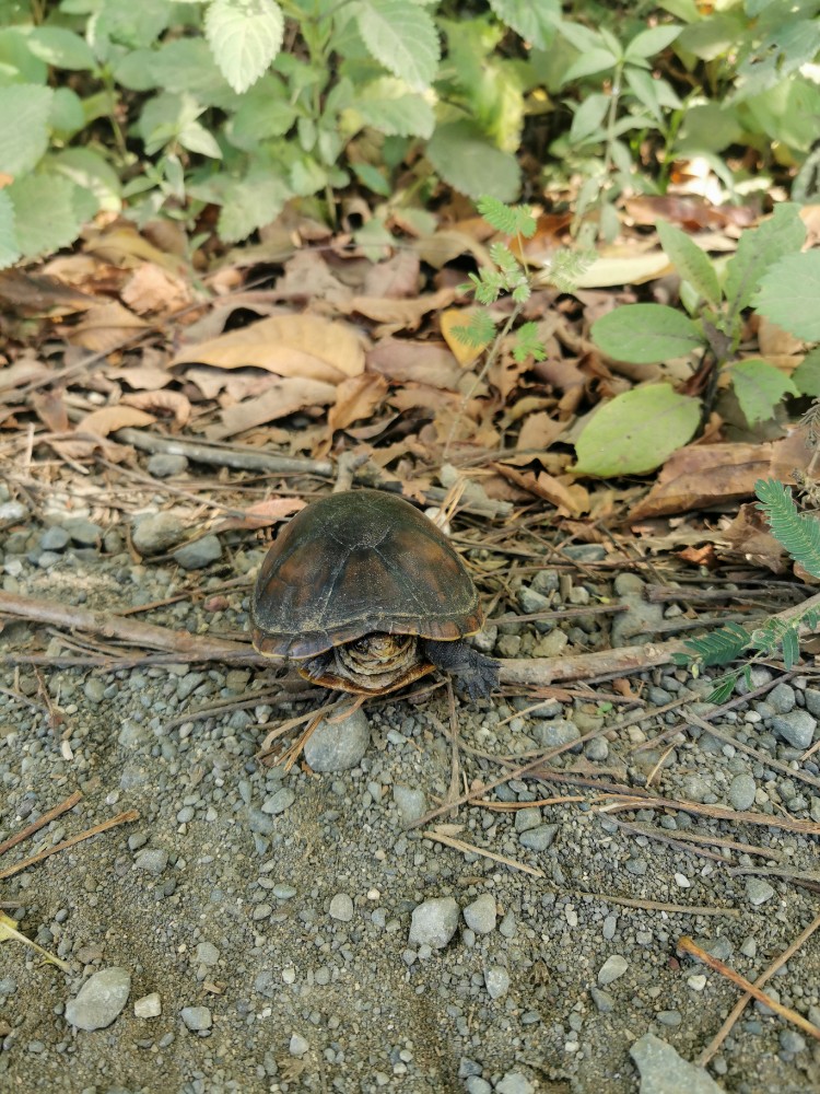 Sogar eine Süßwasserschildkröte haben wir heute gesehen