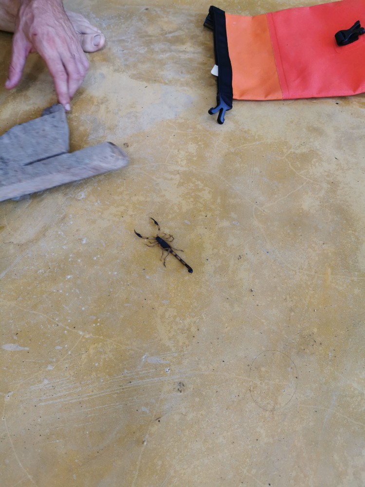 Heute konnten wir auch mal einen lebendigen Skorpion