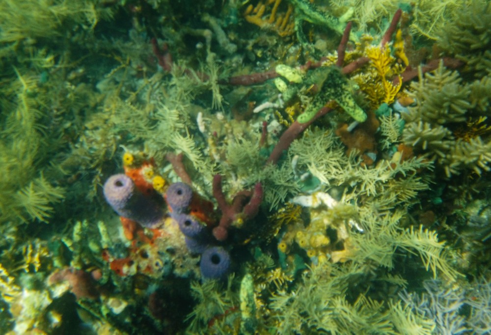 Traumhafte Farben unter Wasser