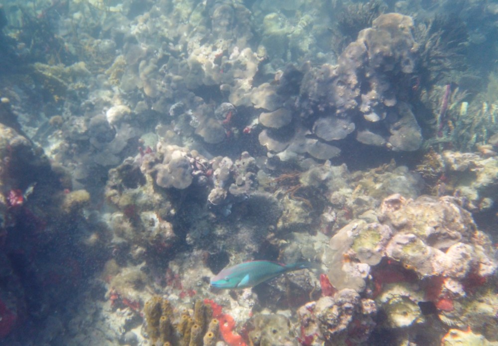 Bunte Fische vor den bunten Korallen