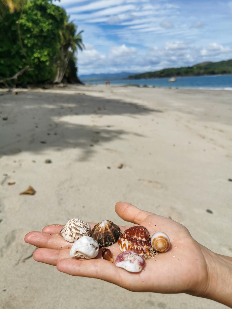 Muschelausbeute nach 2 Minuten