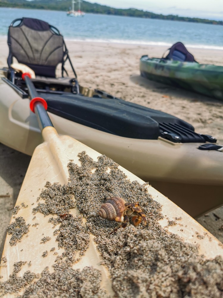 Krebse gab es noch mehr als Muscheln