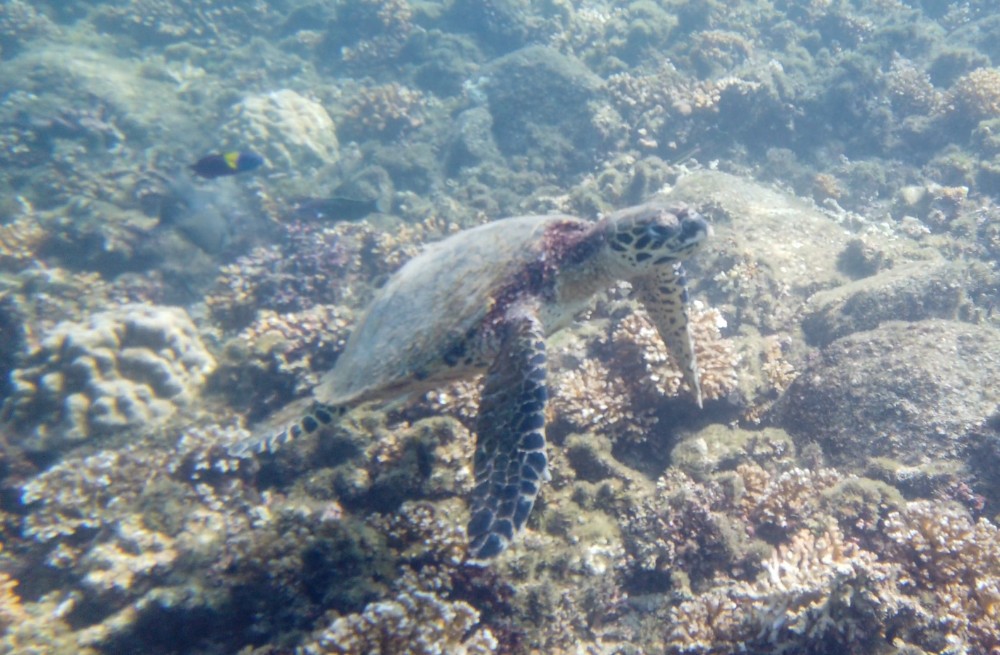 Schwimmen mit Schildkröte ✔️