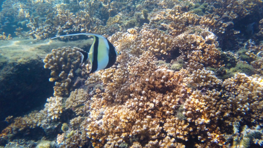 🐠 Genau der wars!