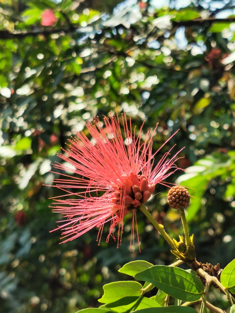 Tolle Blüten gab es auch zu bewundern