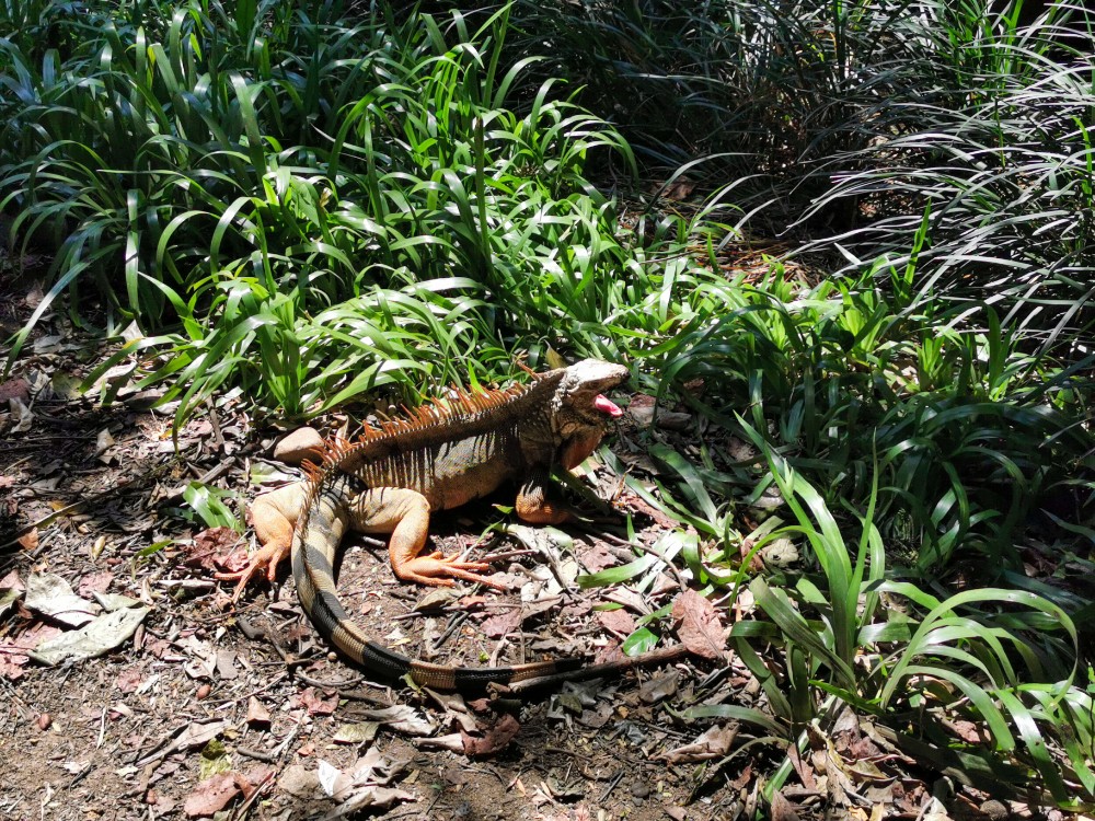 Schonmal einen Leguan gähnen gesehen? 😀