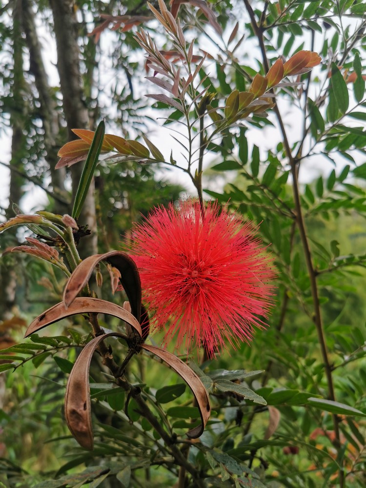 Die allerschönste Blüte