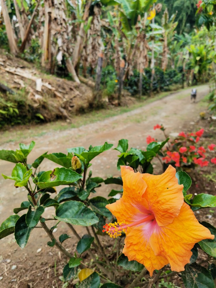 So viele bunte Blüten 😍