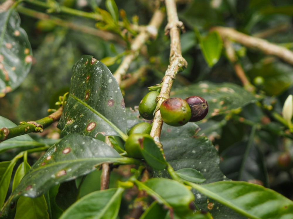 Die Kaffeebohnen, wenn sie nicht mehr grün sind, sind sie reif