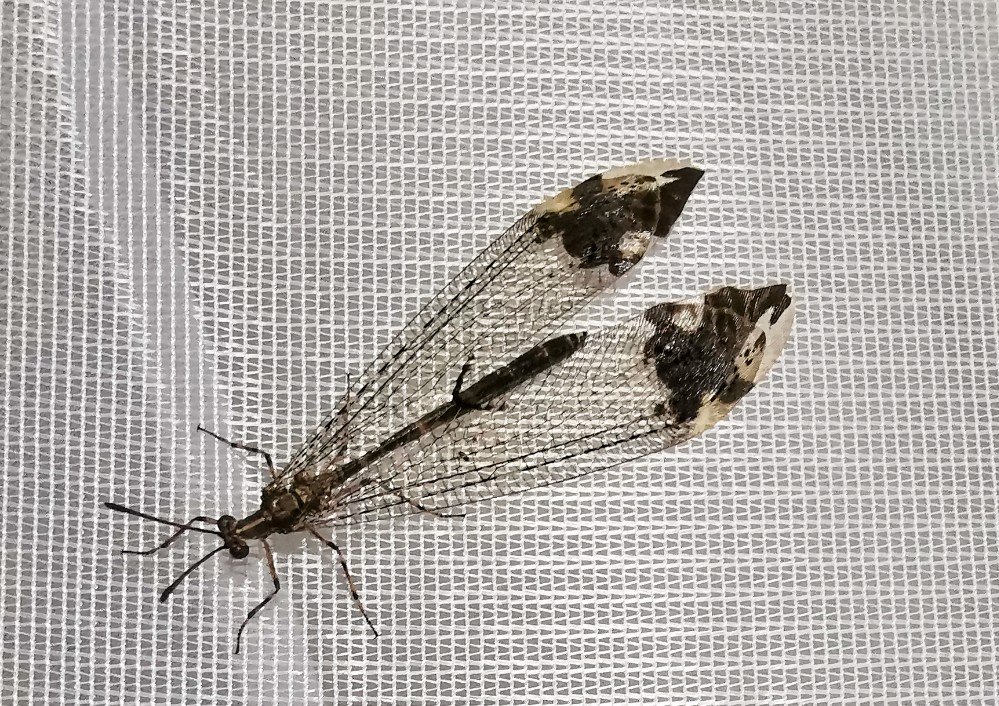 Ein super verrücktes Insekt hatten wir auch im Zimmer 😀