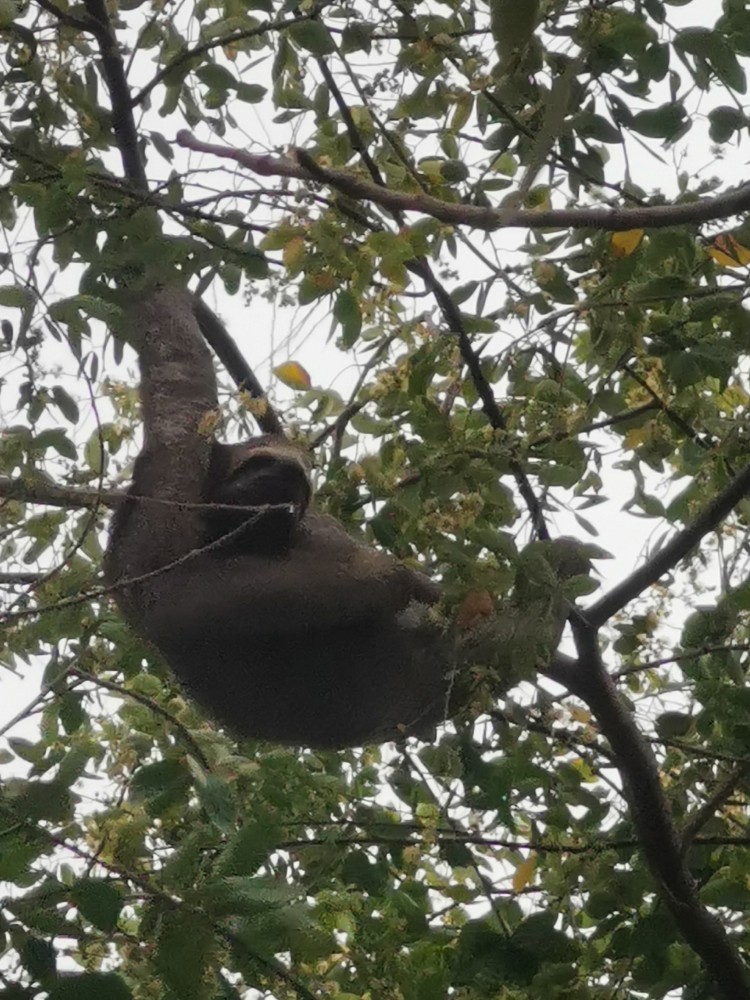 Ein riesiges Faultier, mitten in einem kleinen Park