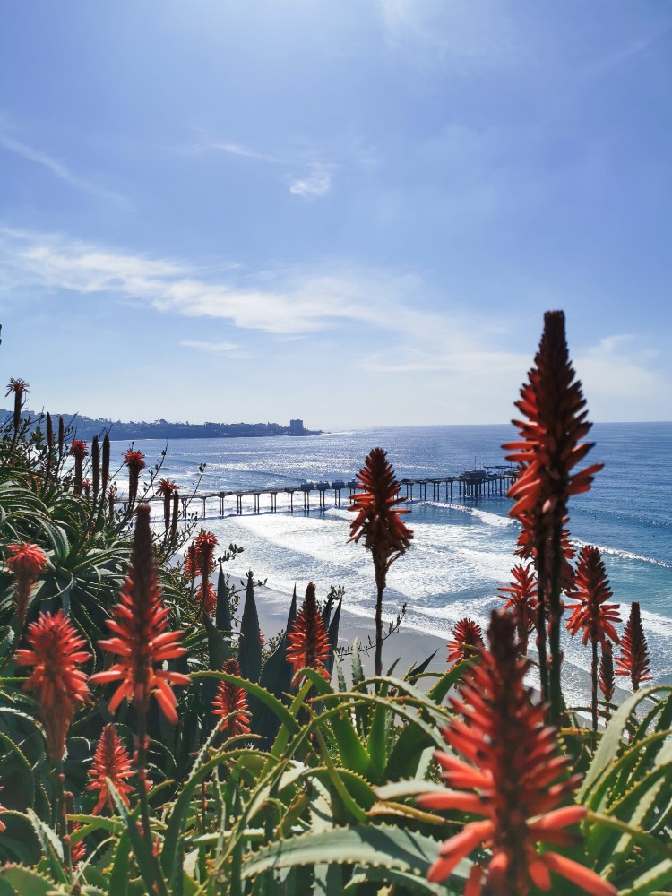 Toller Blick von oben auf den La Jolla Shores Beach